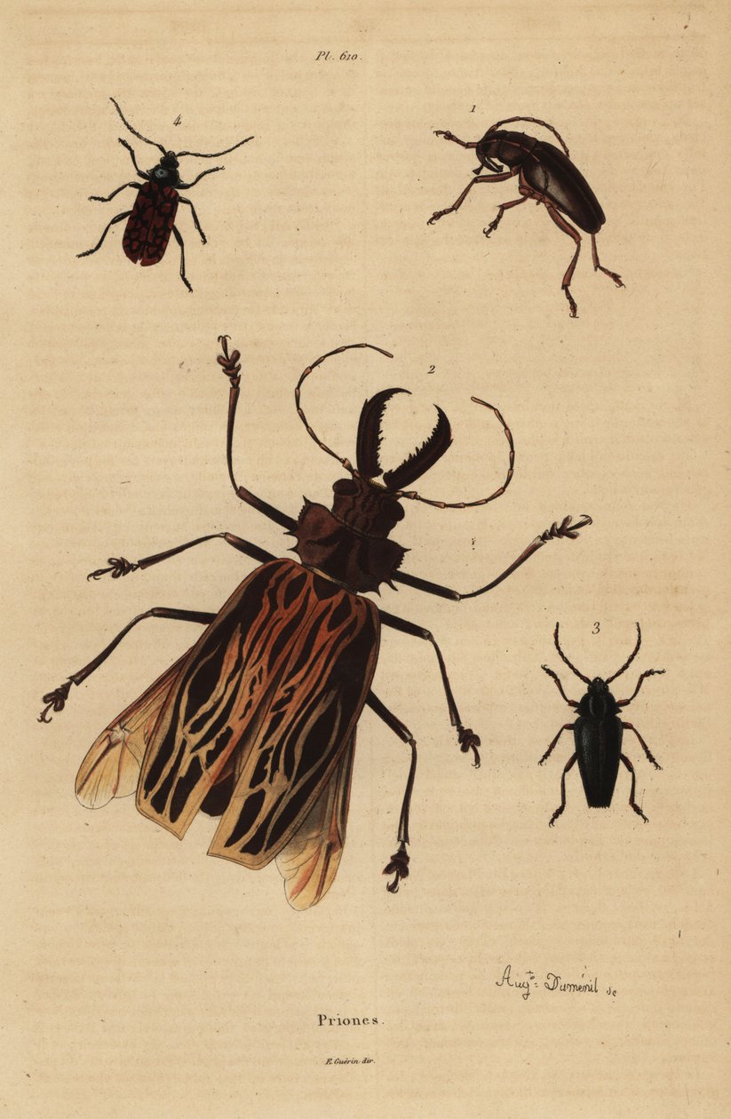 Dorysthenes paradoxus 1, Macrodontia cervicornis, vulnerable 2, Elateropsis lineatus 3 e Prionus versicolor 4 de Unbekannt