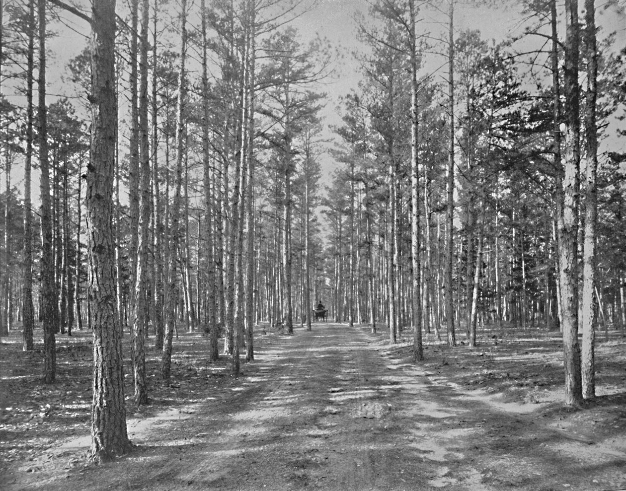 Conduza no parque Piney Wods, Lakewood, Nova Jersey, c1897. de Unbekannt
