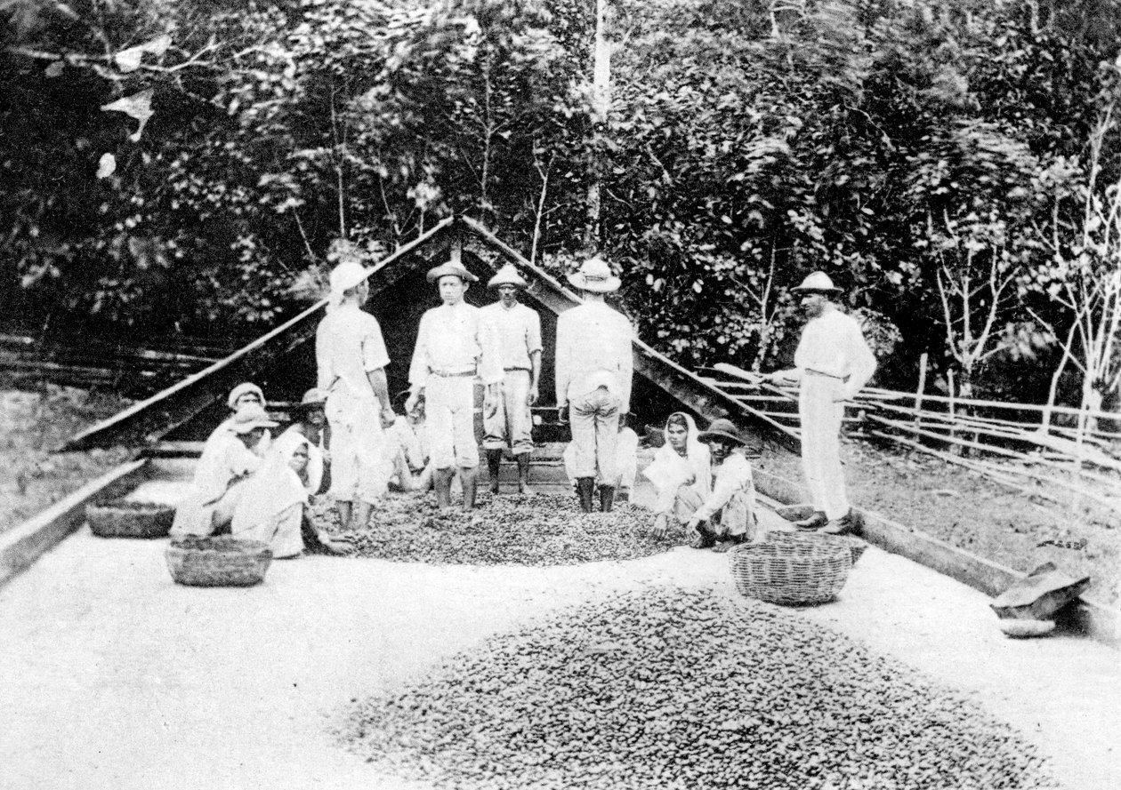 Secagem de cacau, Trinidad, c1900s de Unbekannt