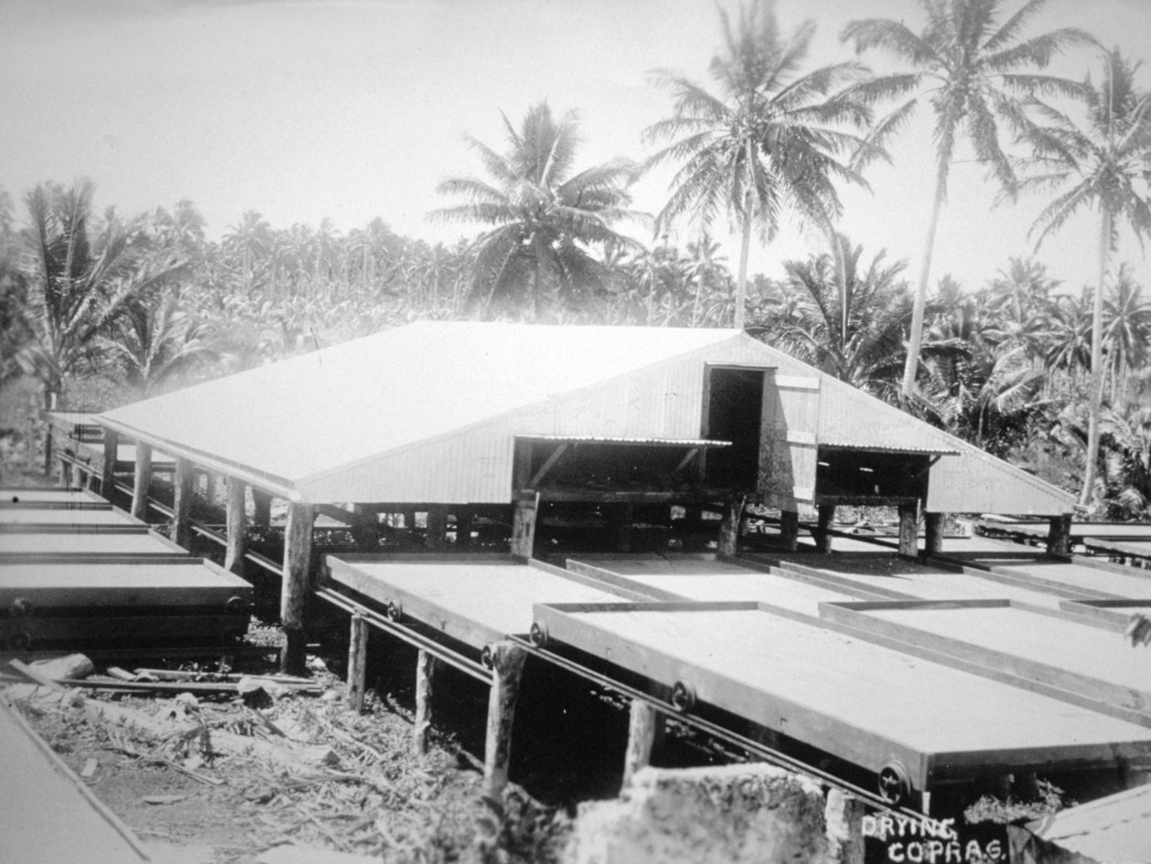 Copra de secagem, Ilhas Salomão, Fiji, 1905 de Unbekannt