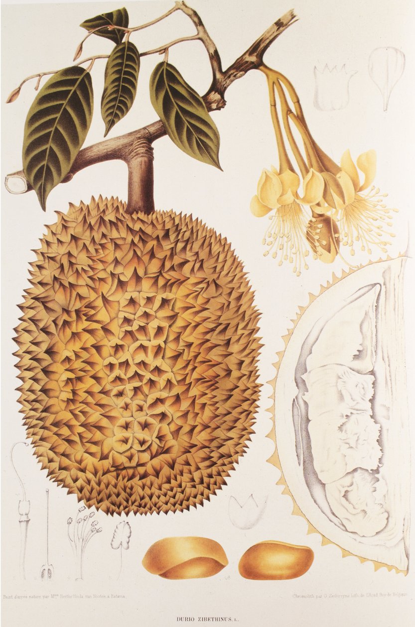 Durio zibethinus/Durian/durion de Unbekannt