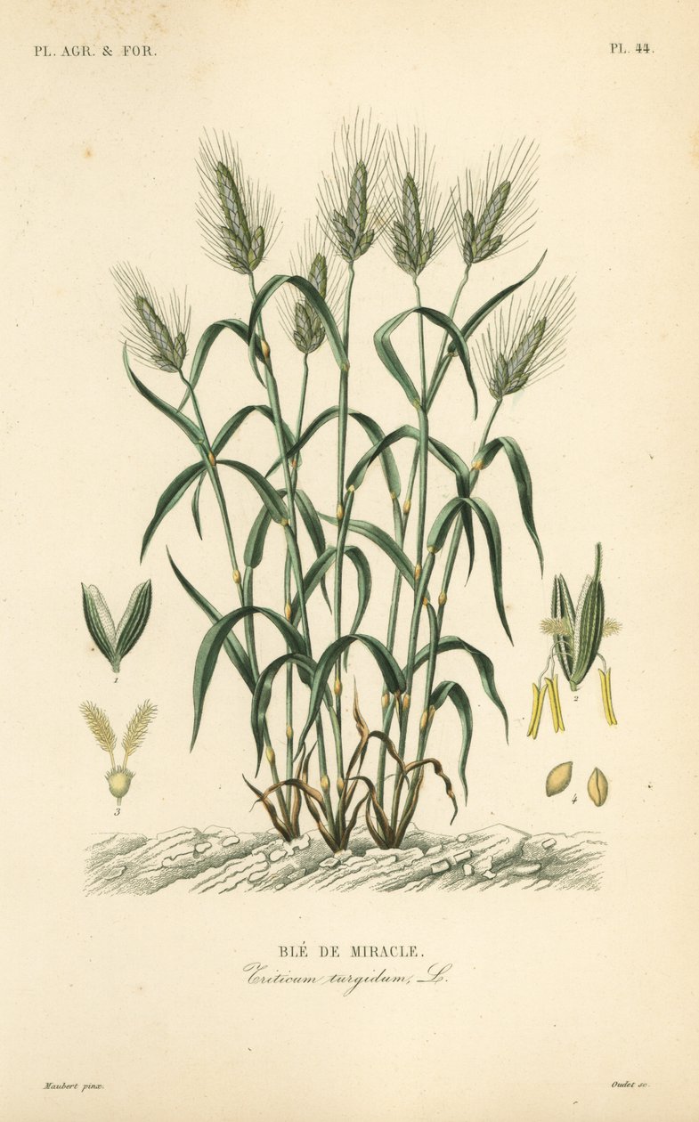 Trigo duro, trigo macarrão ou maraconi, Triticum turgidum, Ble de miracle de Unbekannt