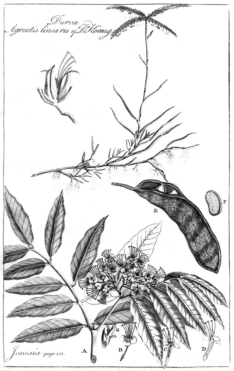 Durva Agrostis Linearis do Dr. Koenig, 1799 de Unbekannt