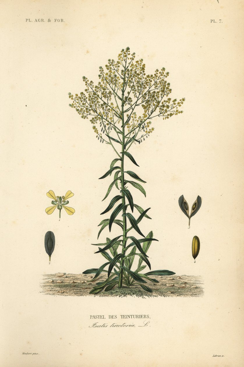 A lã de Dyer, Isatis tinctoria, Pastel des Teinturers de Unbekannt