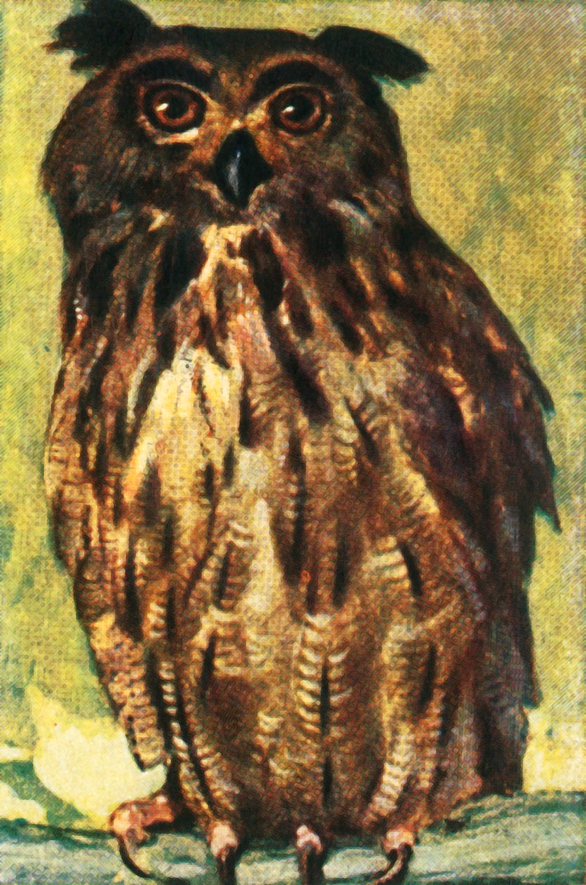 Coruja de águia, c1928. de Unbekannt