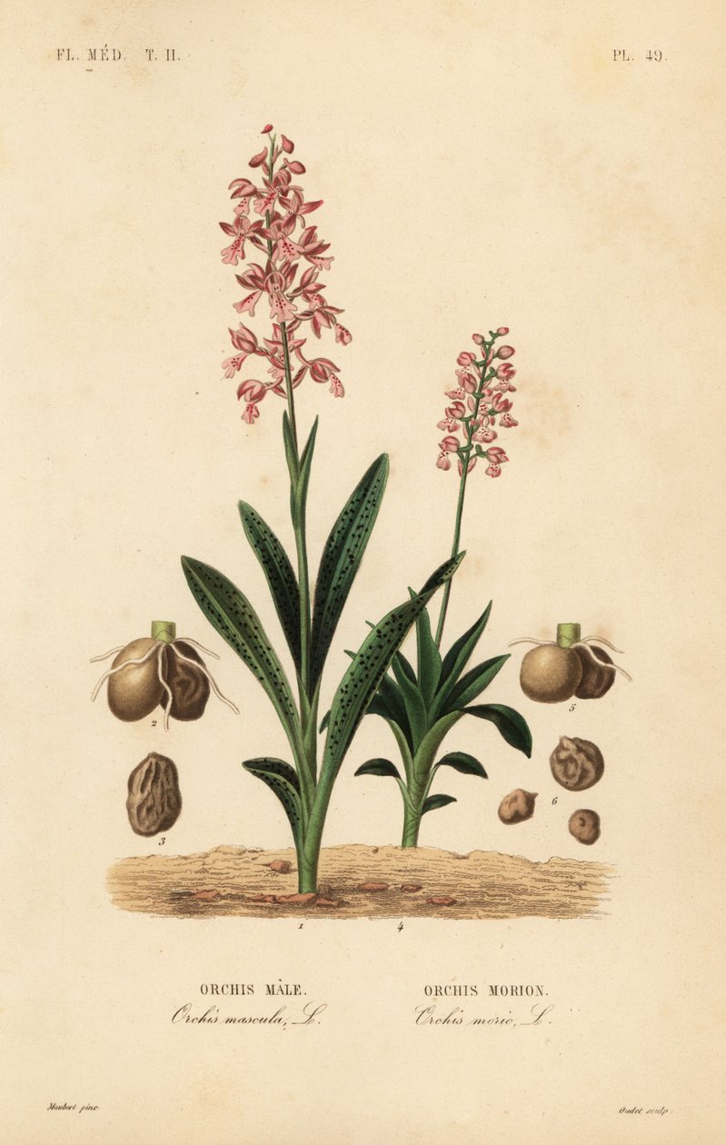 Orquídea precoce roxa, Orchis mascula, Orchis macho, e orquídea de asas verdes, Anacamptis morio, Orchis morion de Unbekannt