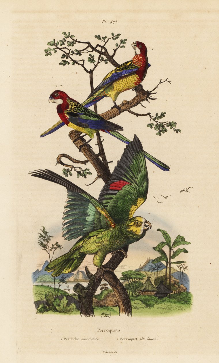 Rosella oriental, exames Platycercus e Amazona, Amazona ochrocephala de Unbekannt