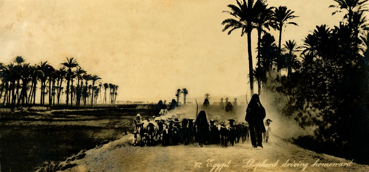 Egito - Pastor dirigindo para casa, c1918-c1939. de Unbekannt