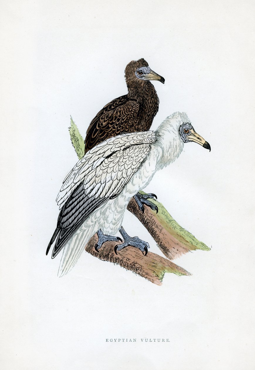 Abutre egípcio, século c19 de Unbekannt