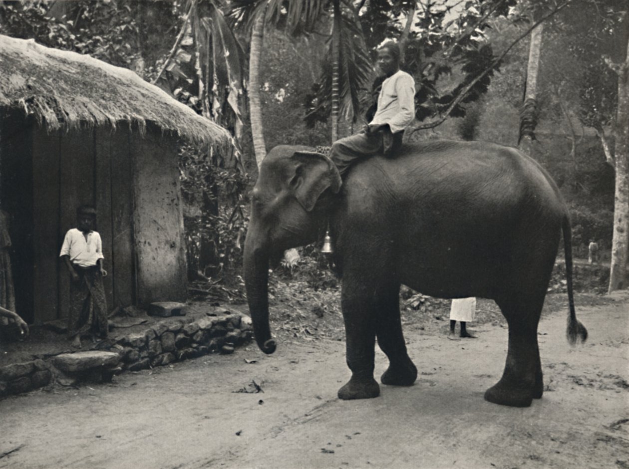 Elefante em um caminho em Kandy, 1926 de Unbekannt