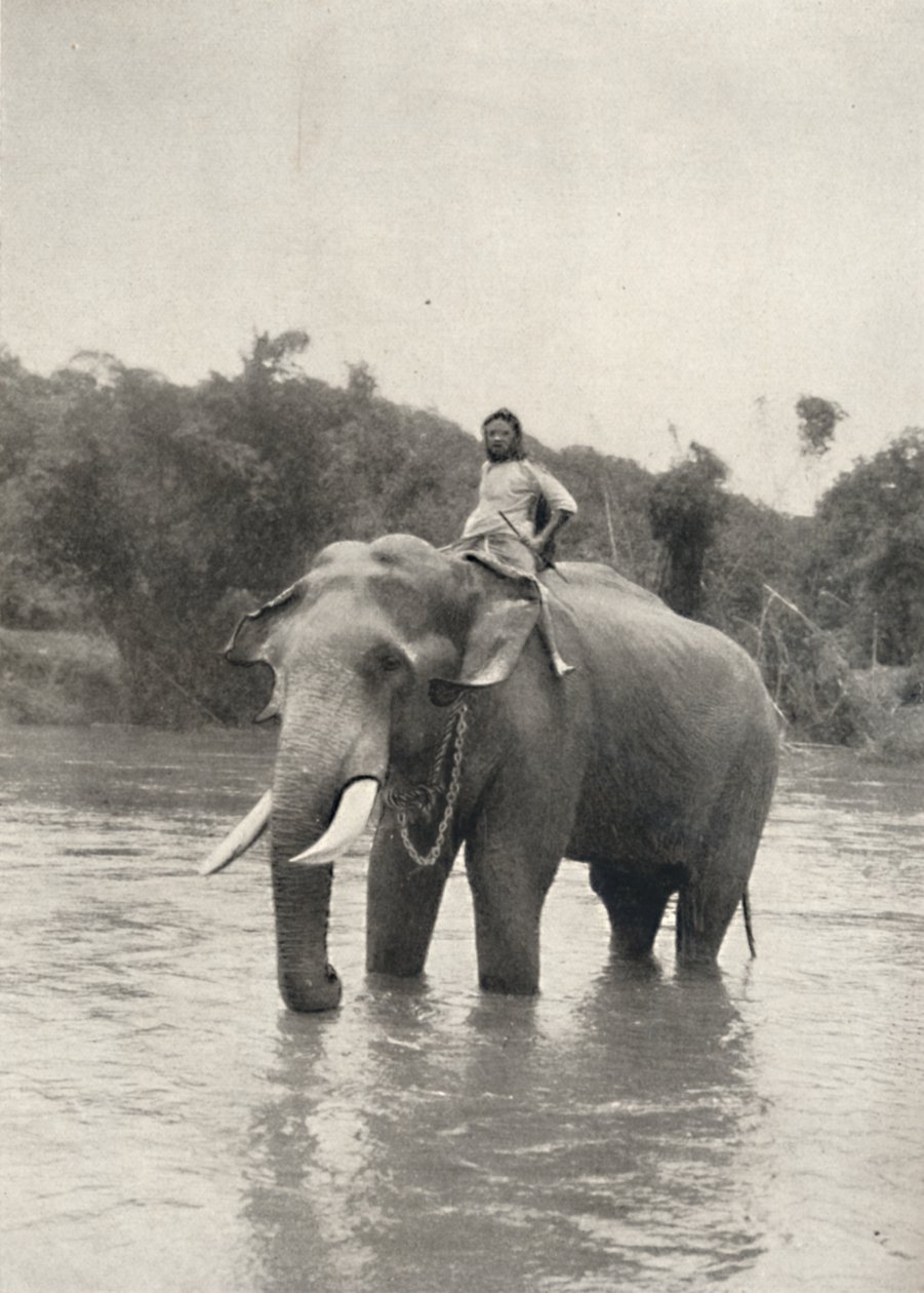 Elefant mit Kornak In der Mahavaliganga, 1926 de Unbekannt