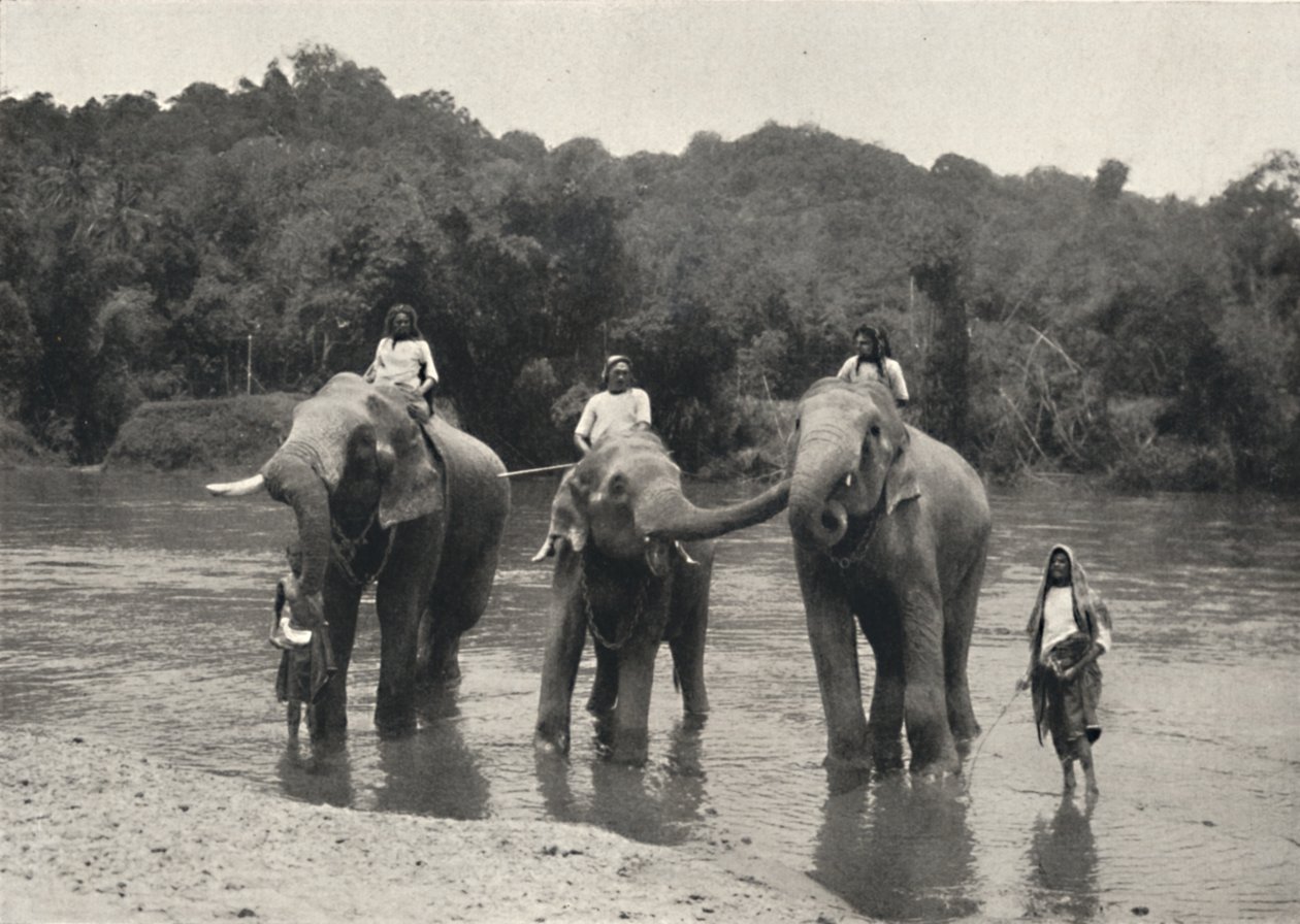 Elefantes no banho Mahaaliganga, 1926 de Unbekannt