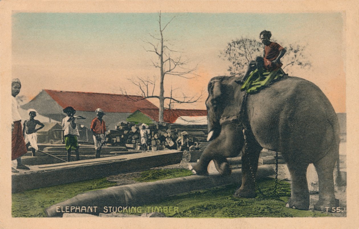 Elefante Stucking Timber, c1900 de Unbekannt