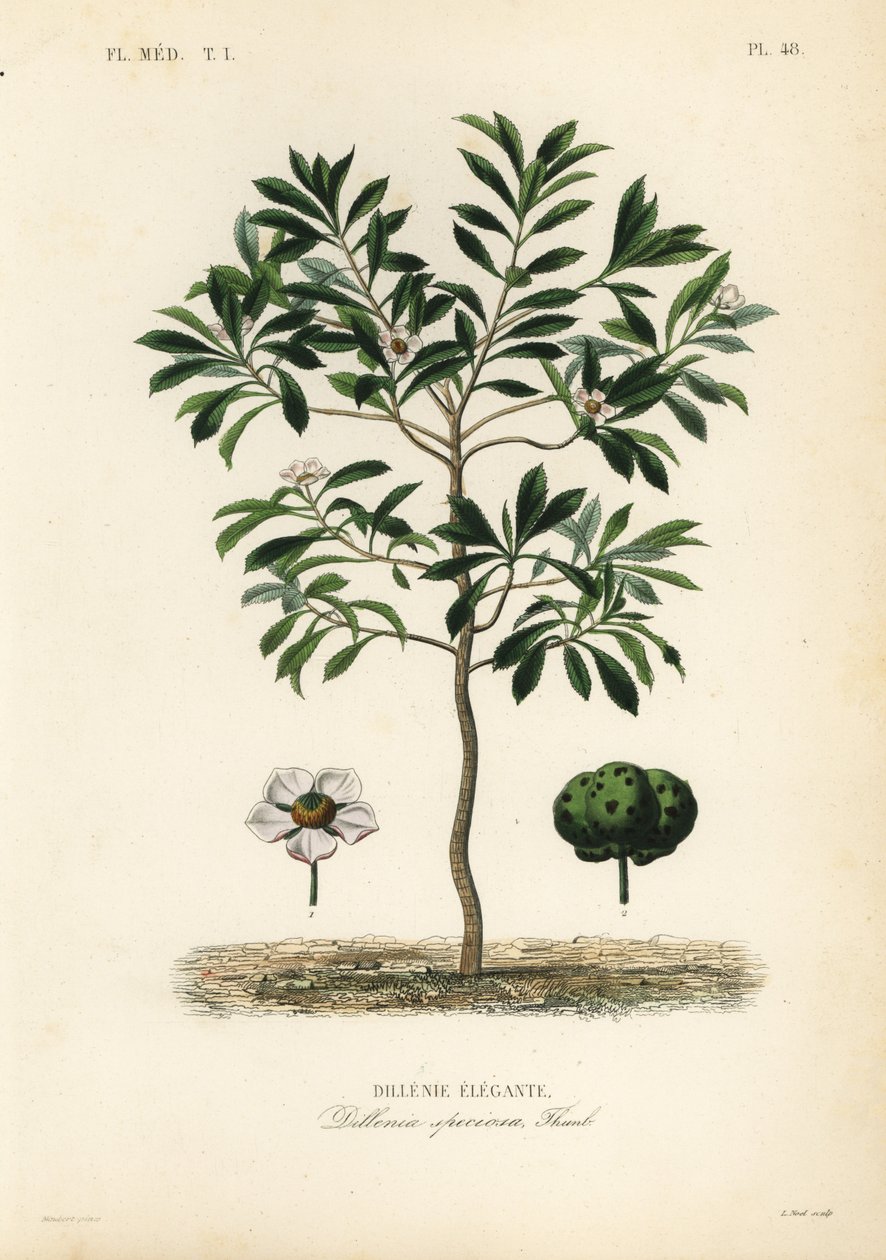 Maçã elefante ou chulta, Dillenia indica, Dillenia speciosa, Dillenie elegante de Unbekannt