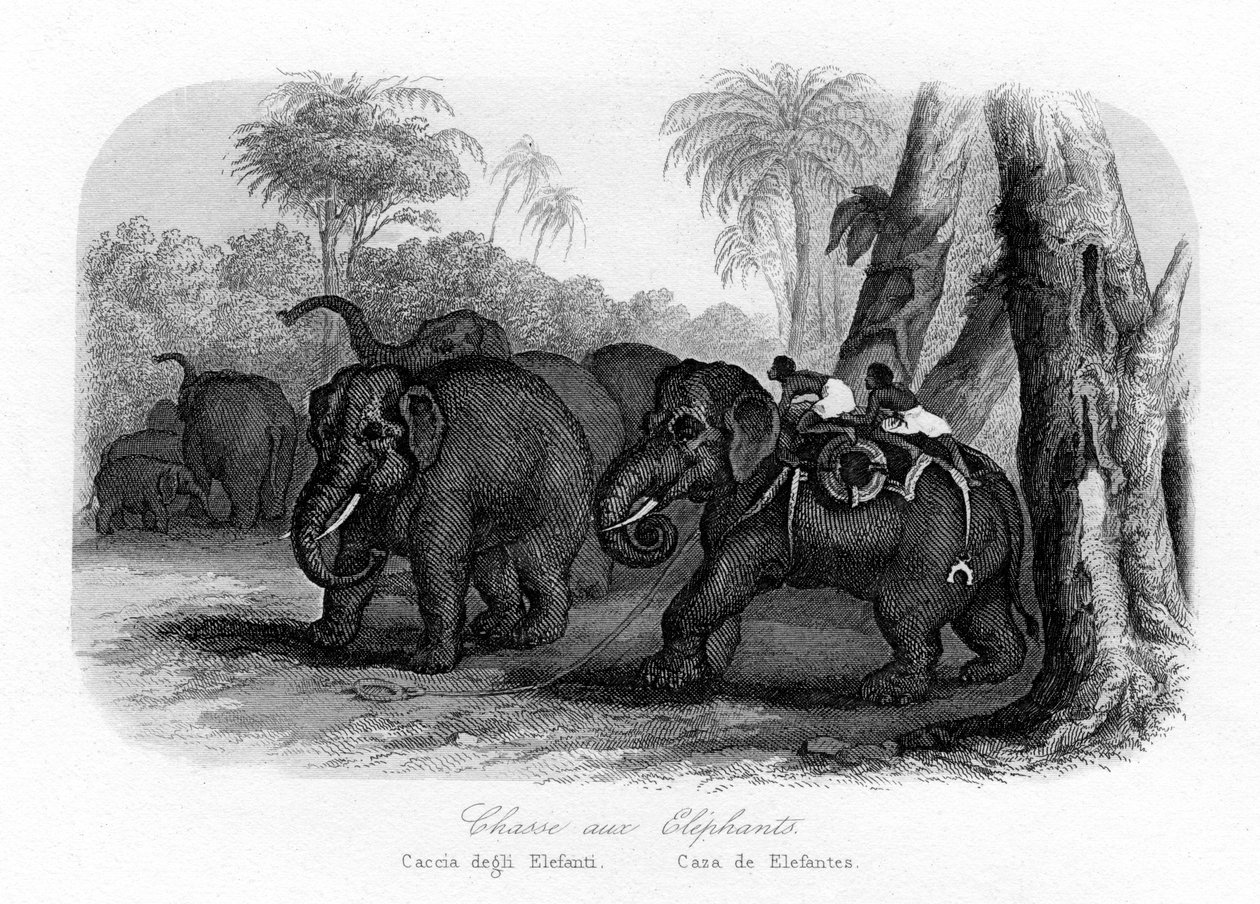 Caça ao elefante, Índia, c1840 de Unbekannt
