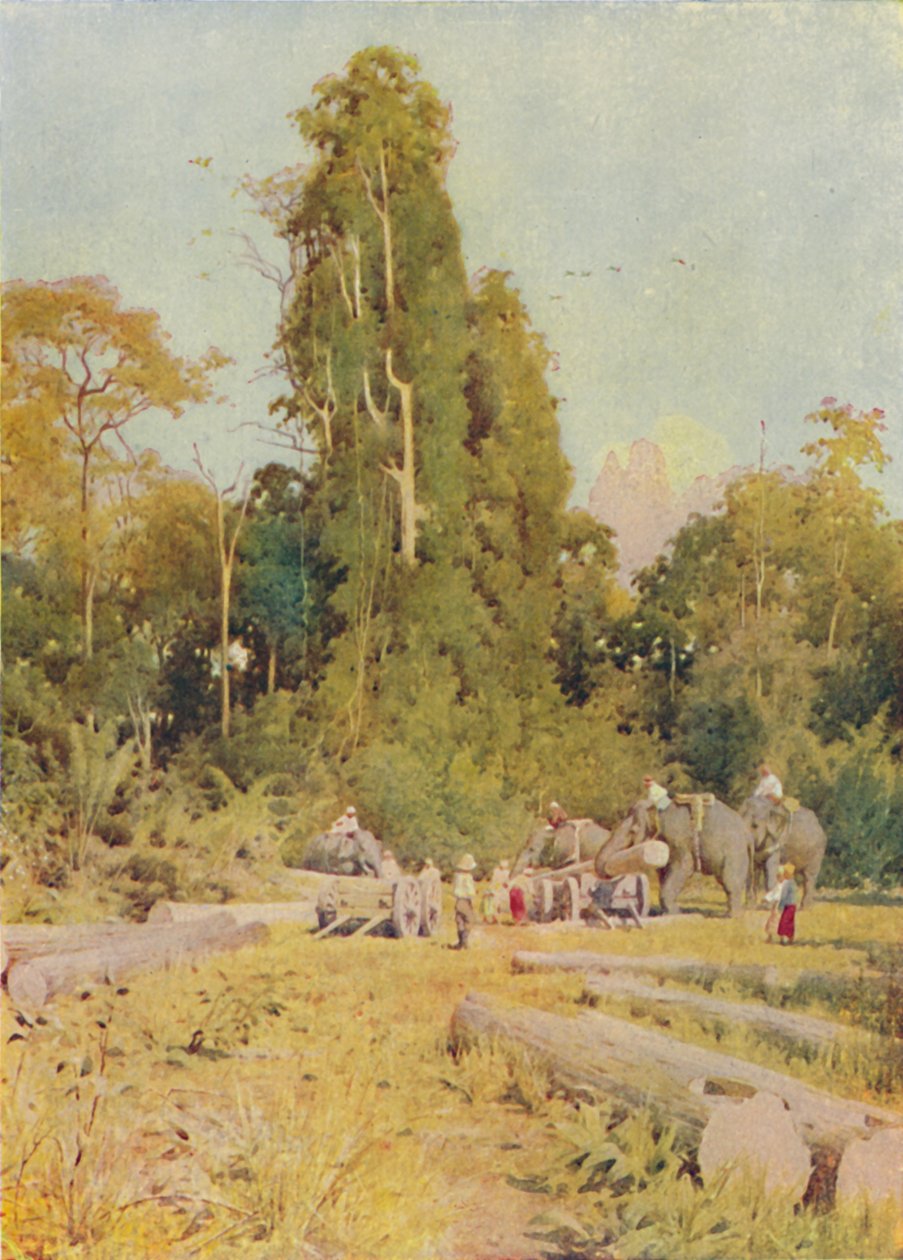 Elefantes empilhando teca, 1924 de Unbekannt