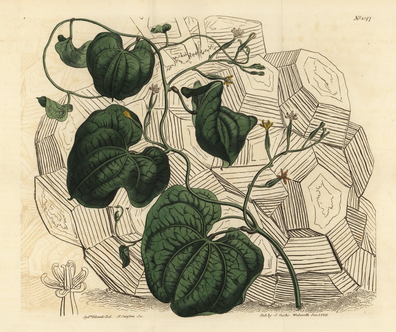 Pata de elefante, Dioscorea elephantipes (Fêmea de cabo bryony, Tamus elephantipes faemina) de Unbekannt