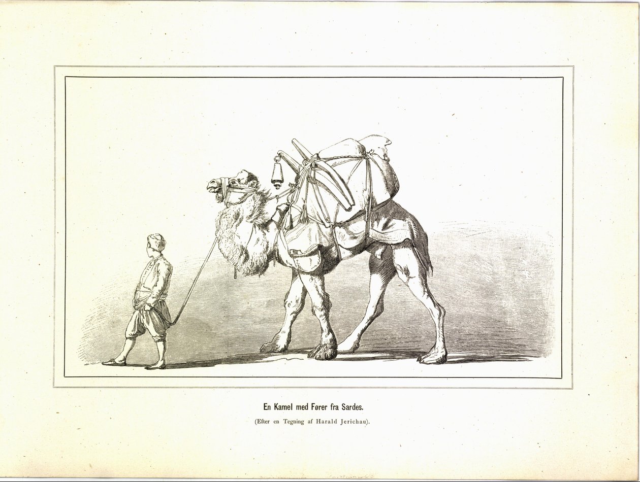Um camelo com um motorista da Sardis. Ilustração retirada do livro Brogede rejsebilleder de Jerichau-Baumann, Elisabeth e publicado por Forlagsbureauet (Copenhagen, 1881) de Unbekannt