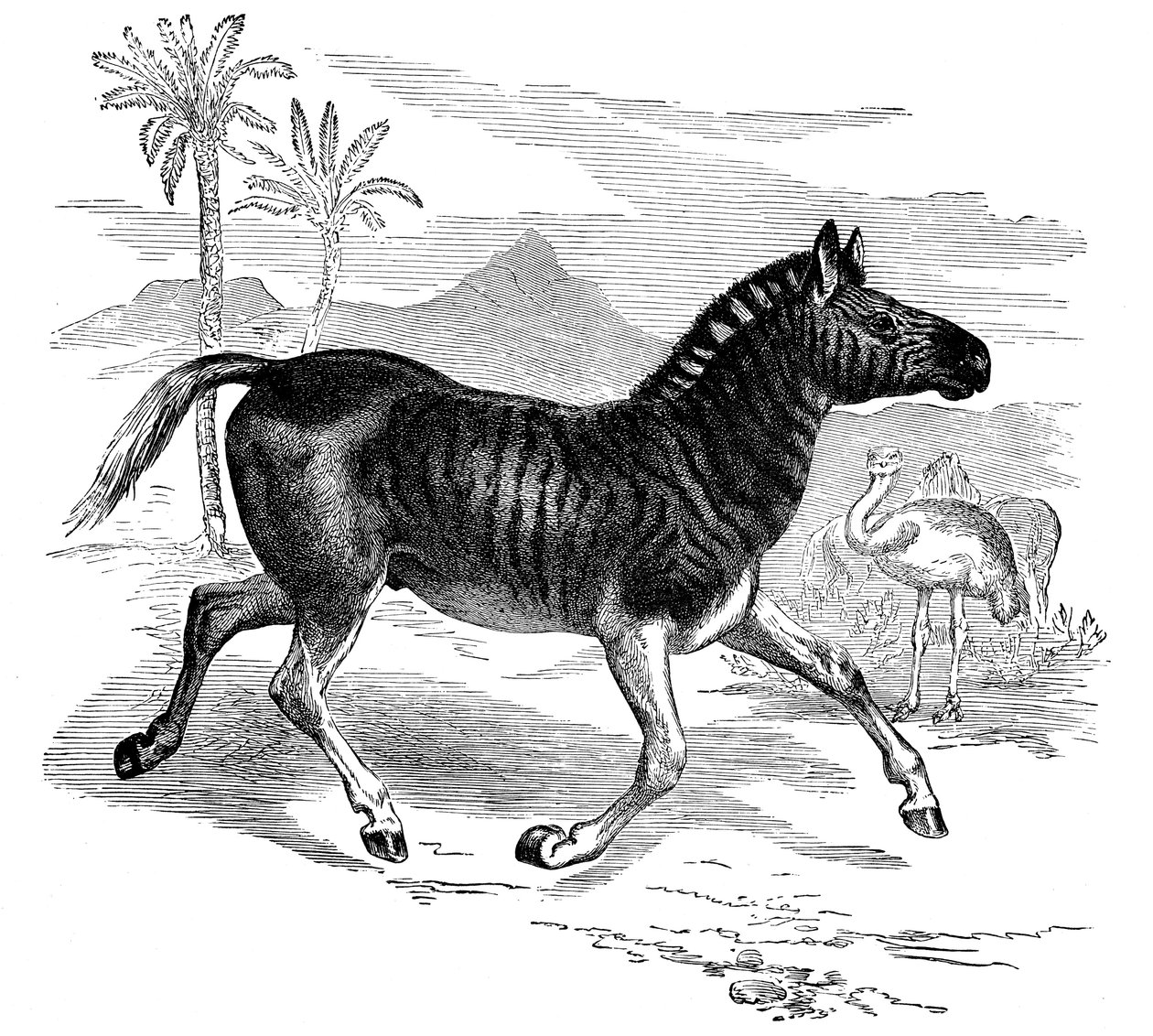 Gravura de um Quagga, 1884 de Unbekannt
