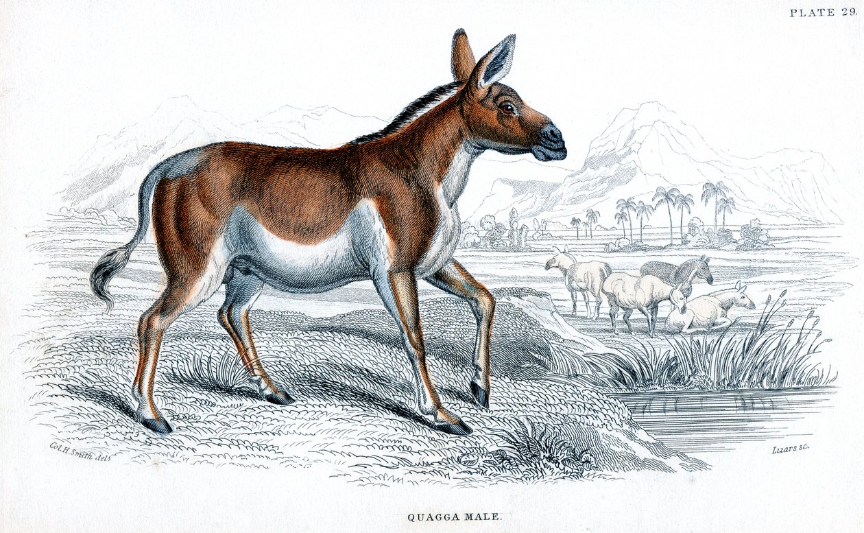 Gravura de um Quagga, c1830 de Unbekannt