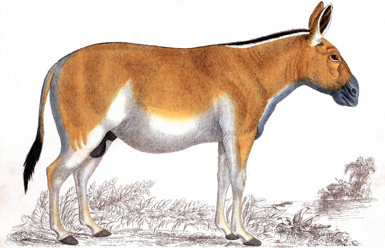 Gravura de um Quagga, c1860 de Unbekannt