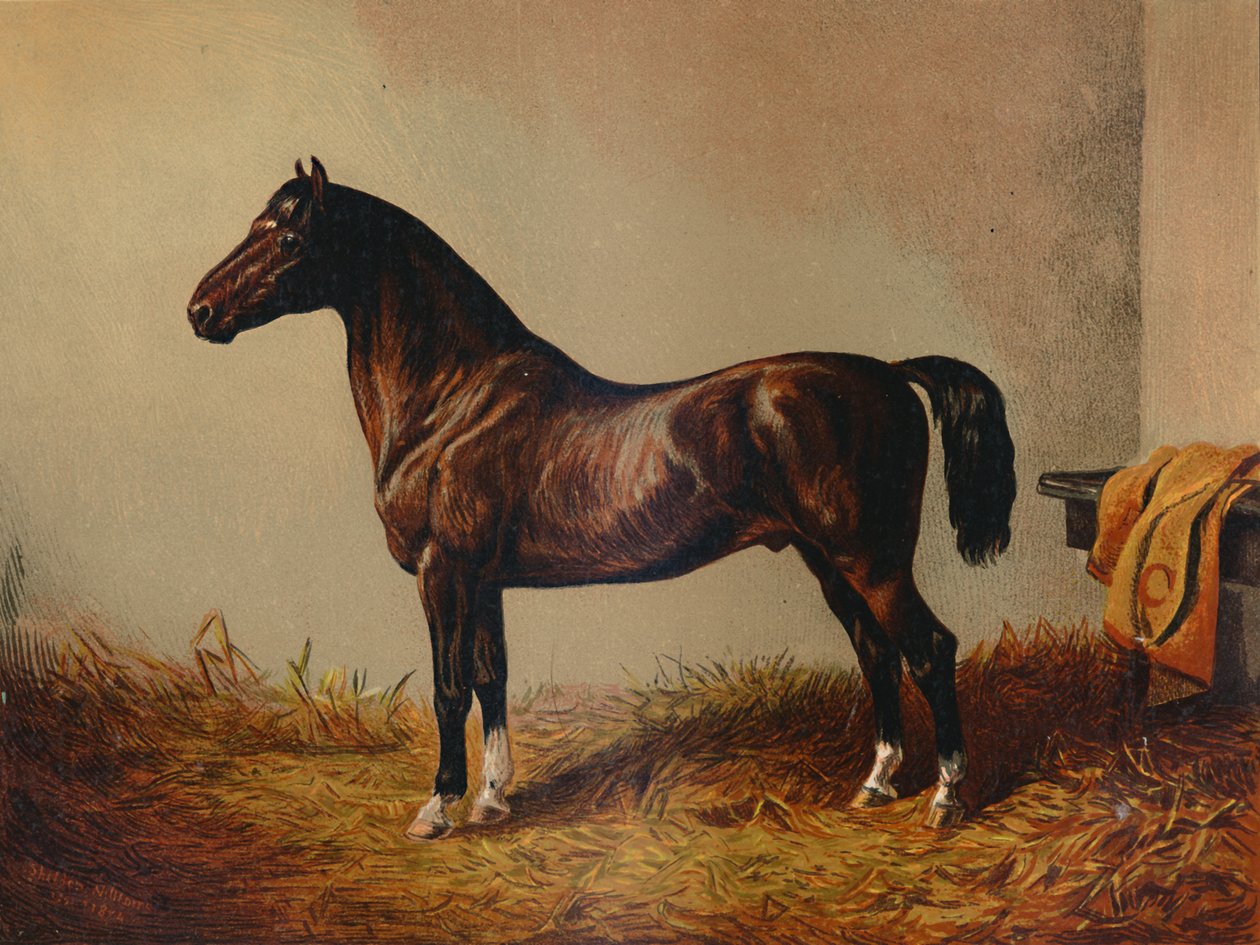 Pony Hack inteiro Don Carlos, c1897. de Unbekannt