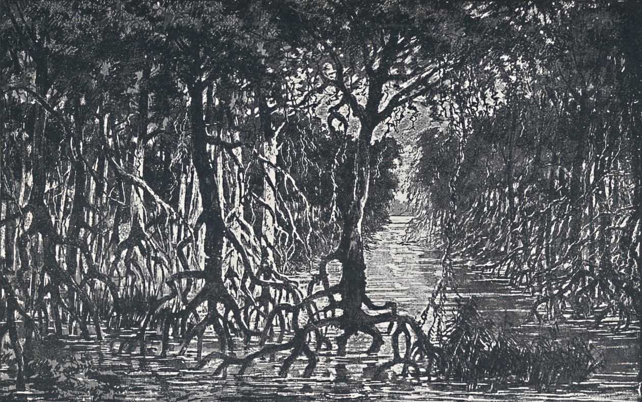 Floresta africana equatorial, 1924 de Unbekannt