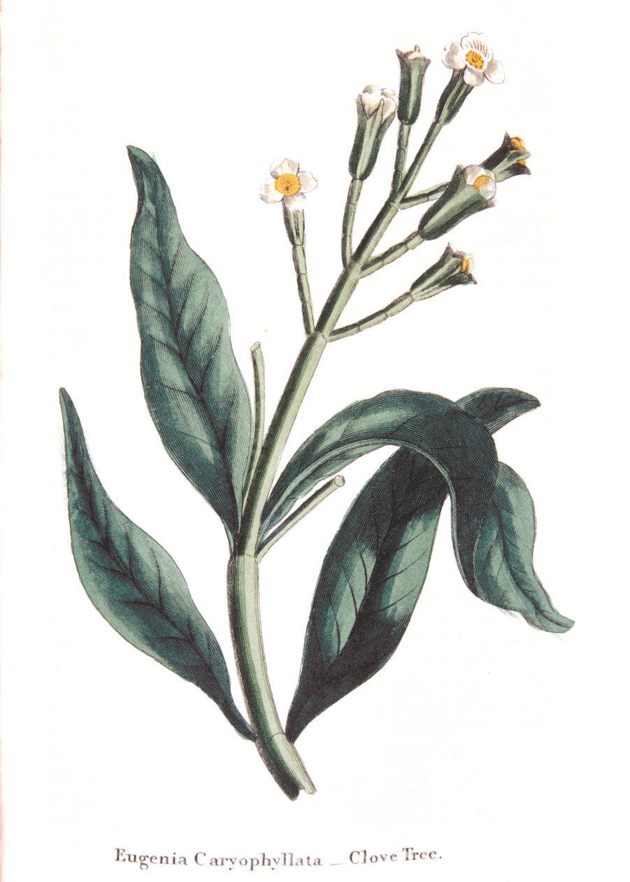 Eugenia caryophyllata - cravo, 1823 de Unbekannt