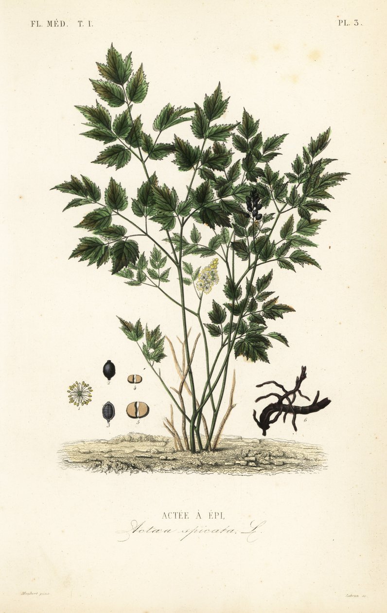 Eurasian baneberry ou erva Christopher, Actaea spicata, Actee a epi de Unbekannt
