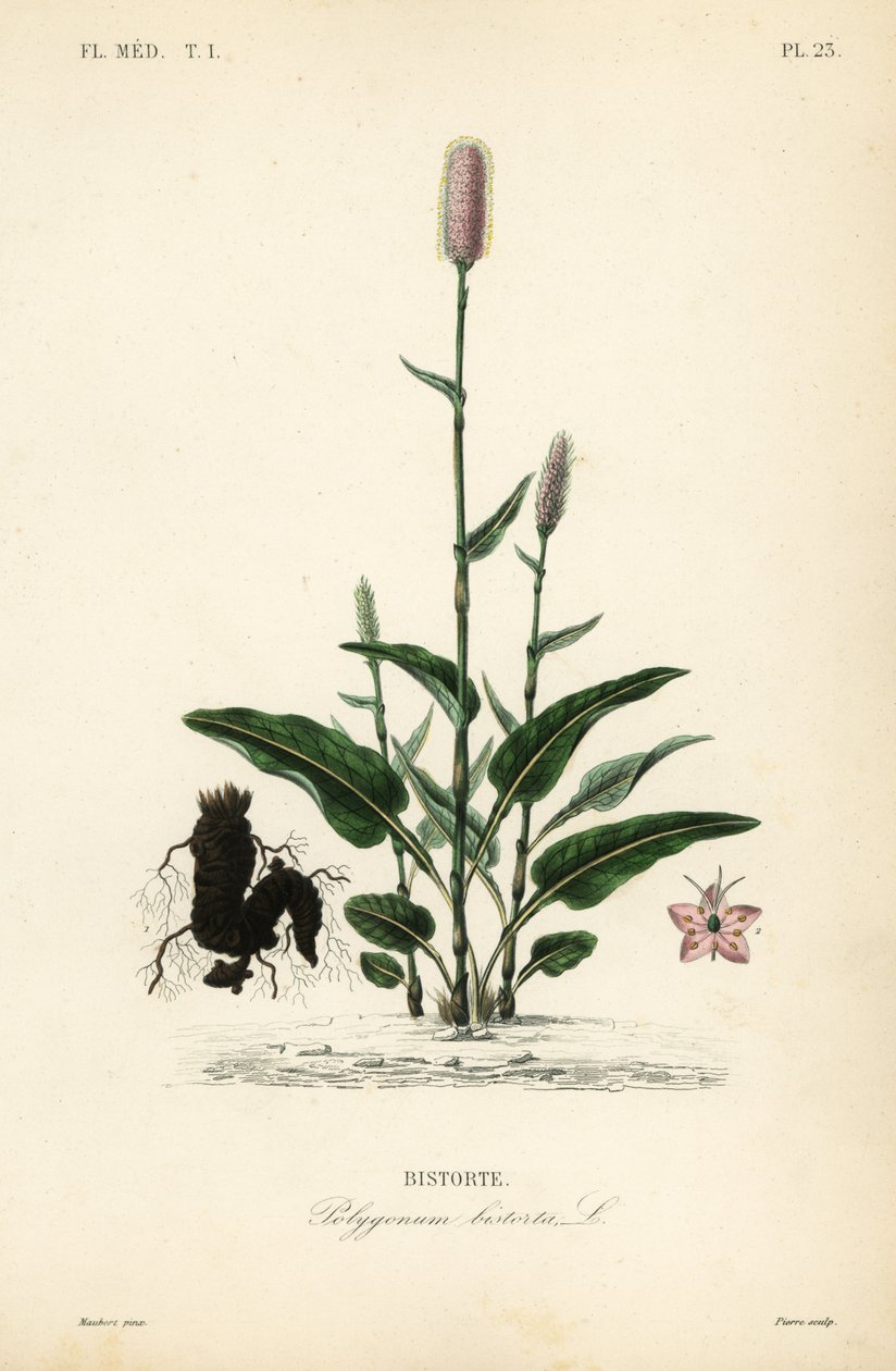 Bistorta europeia ou Snakeroot, Persicaria bistorta, Polygonum bistorta, Bistorte de Unbekannt