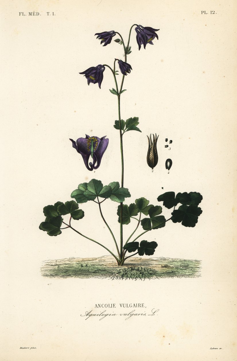 Columbine europeu, Aquilegia vulgaris, Ancolie vulgaire de Unbekannt