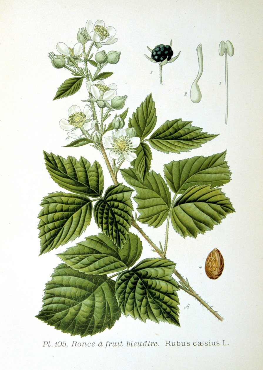 Amora preta, 1893 de Unbekannt