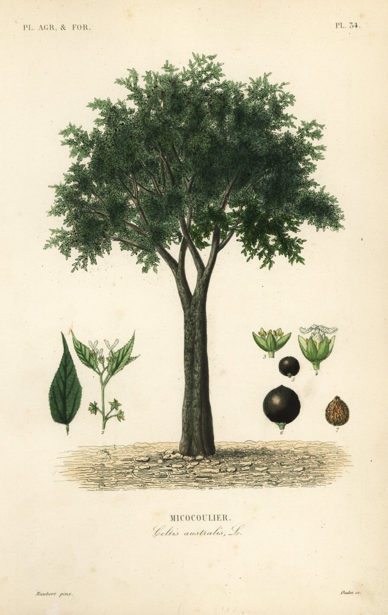 Urtiga europeia, hackberry mediterrânica, loteeiro, ou meleiro, Celtis australis, micocoulier de Unbekannt