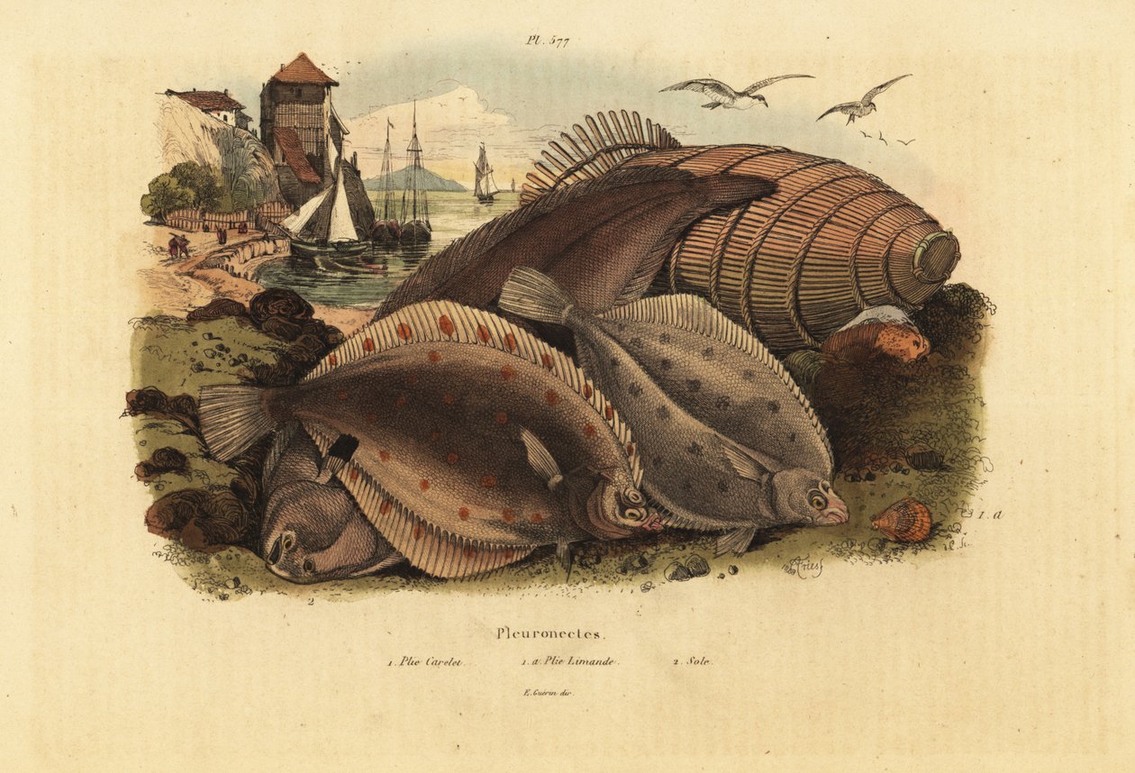 Solha europeia, Pleuronectes platessa 1, solha vulgar, Limanda limanda 1a, e linguado Dover, Solea solea 2 de Unbekannt