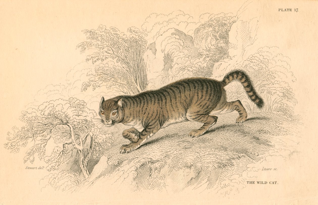 gato selvagem europeu Felis de 1828 de Unbekannt
