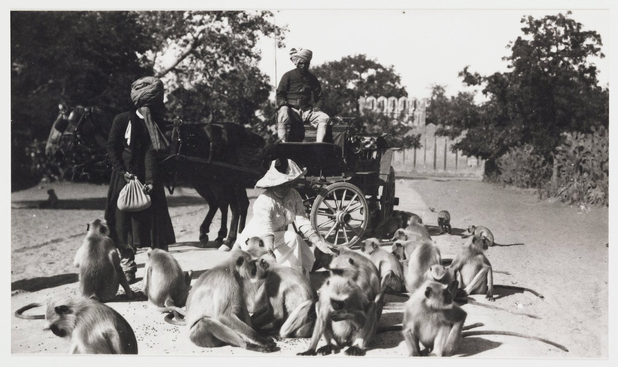 Mulher europeia alimentando uma tropa de macacos, Índia, c 1910 de Unbekannt
