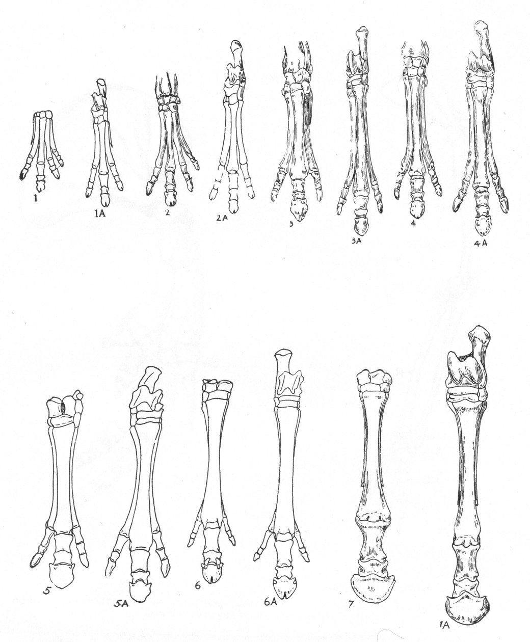 Evolução do cavalo, c1920 de Unbekannt