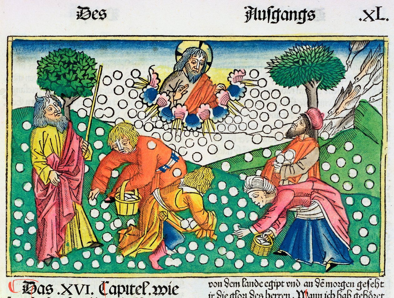 Êxodo 16:13-22: Deus fornece codornas e maná aos israelitas de Unbekannt