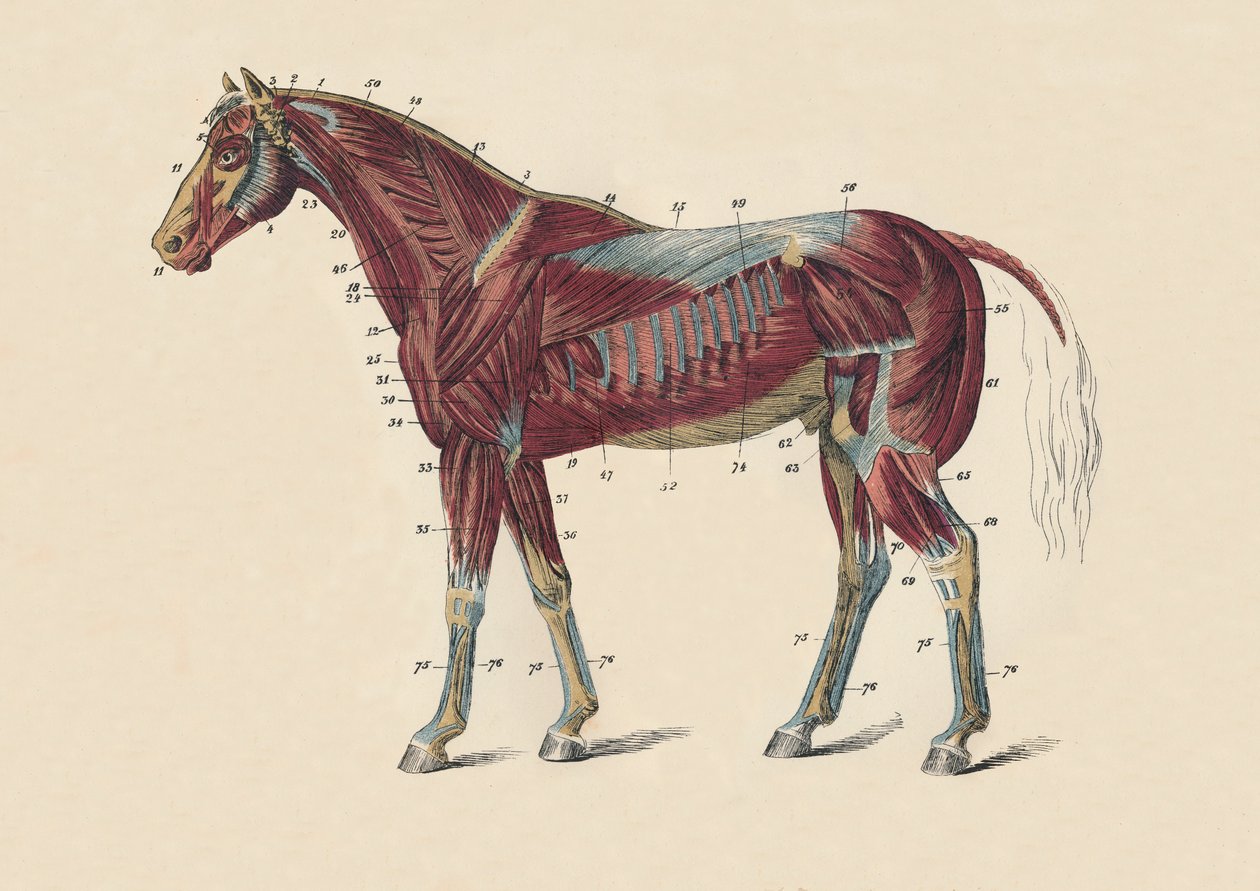 Músculos e tendões externos do corpo dos cavalos, c1879. de Unbekannt