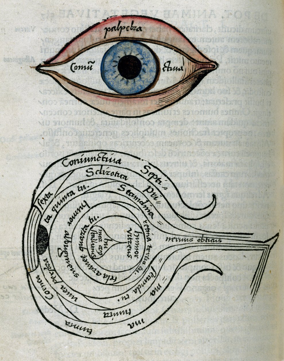Estrutura dos Olhos do olho de Unbekannt