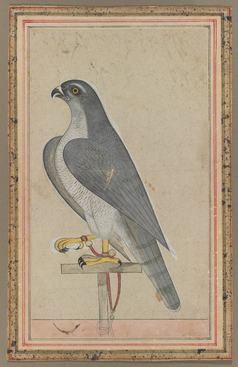 Falcon, c. 1770 de Unbekannt
