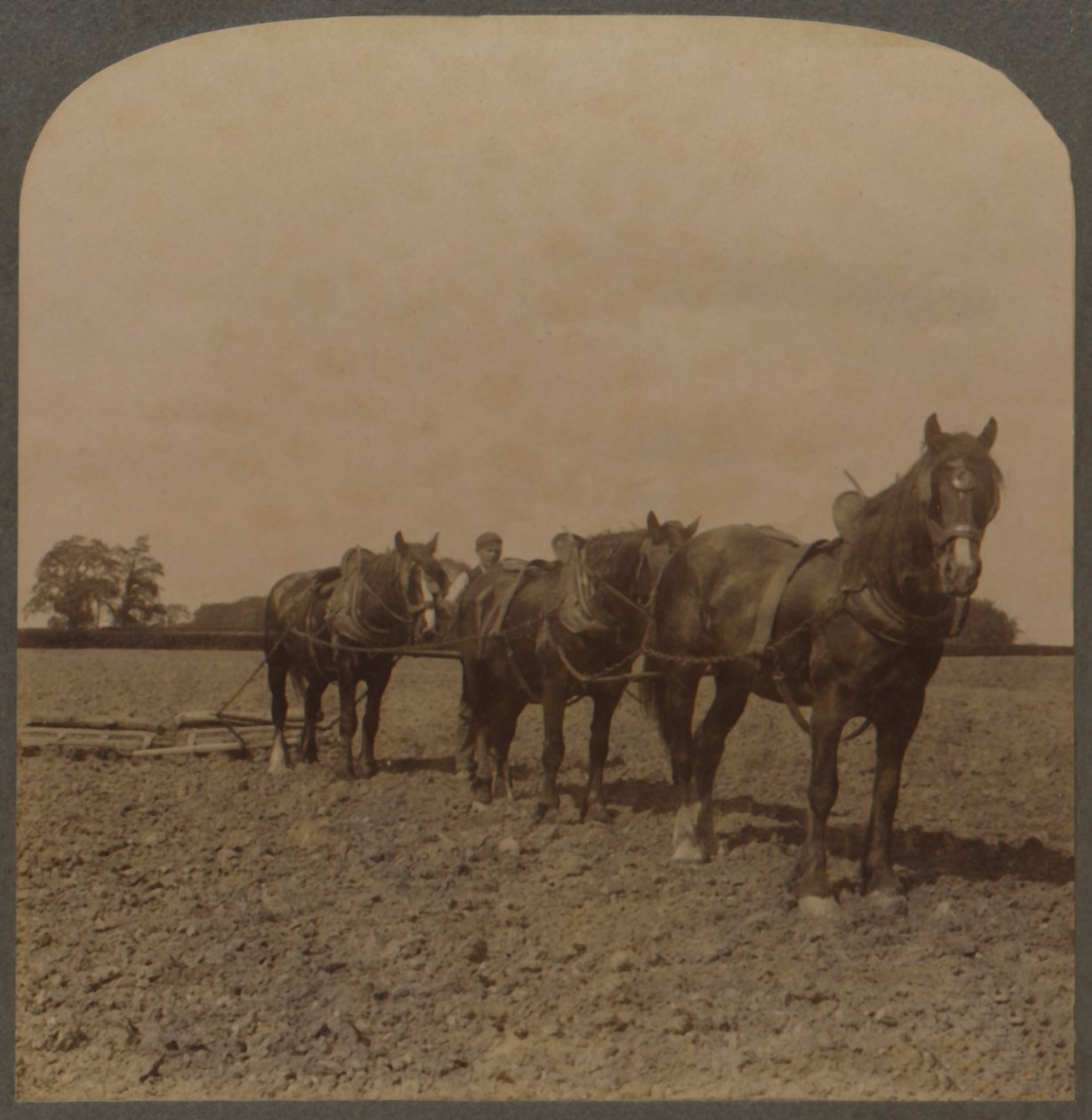 Agricultura na Inglaterra - Harrowing the Land, 1909. de Unbekannt