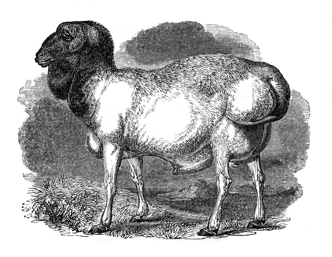 Ovelha de Tartary, 1848 de Unbekannt