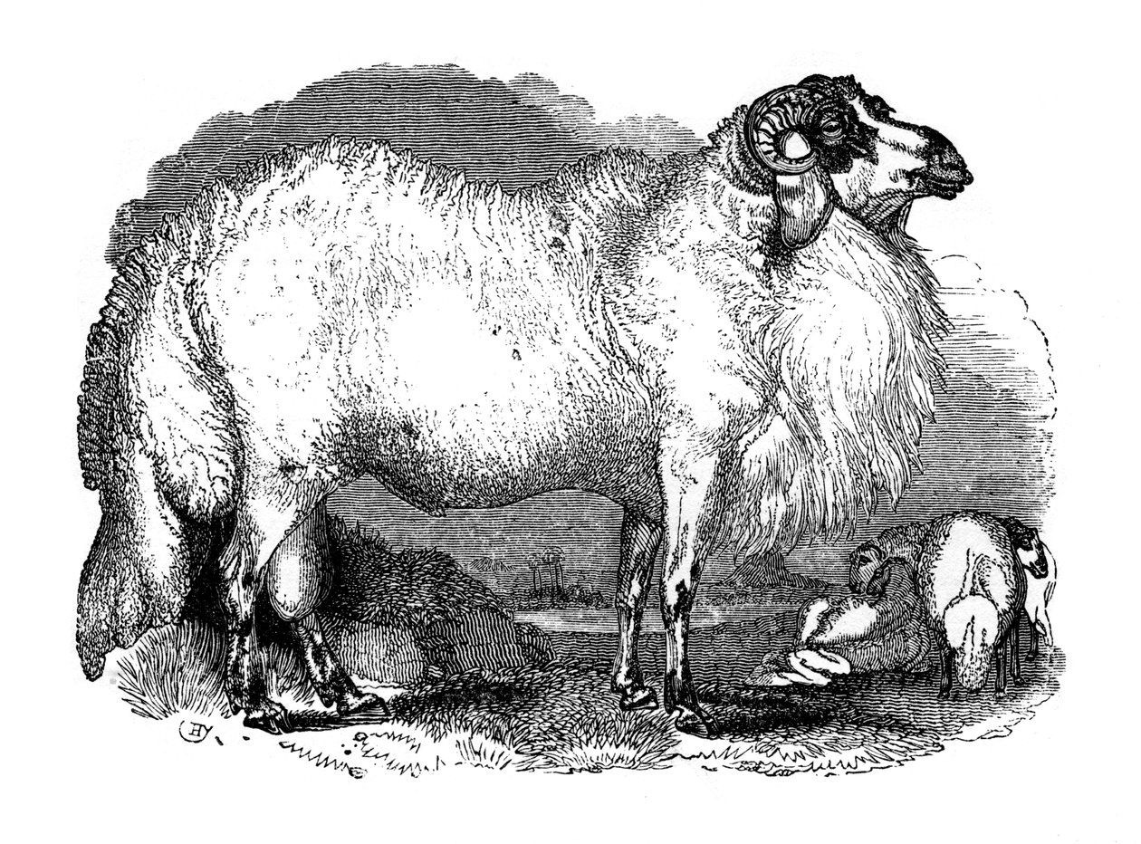 Ovelha de cauda gorda da Síria, 1848 de Unbekannt
