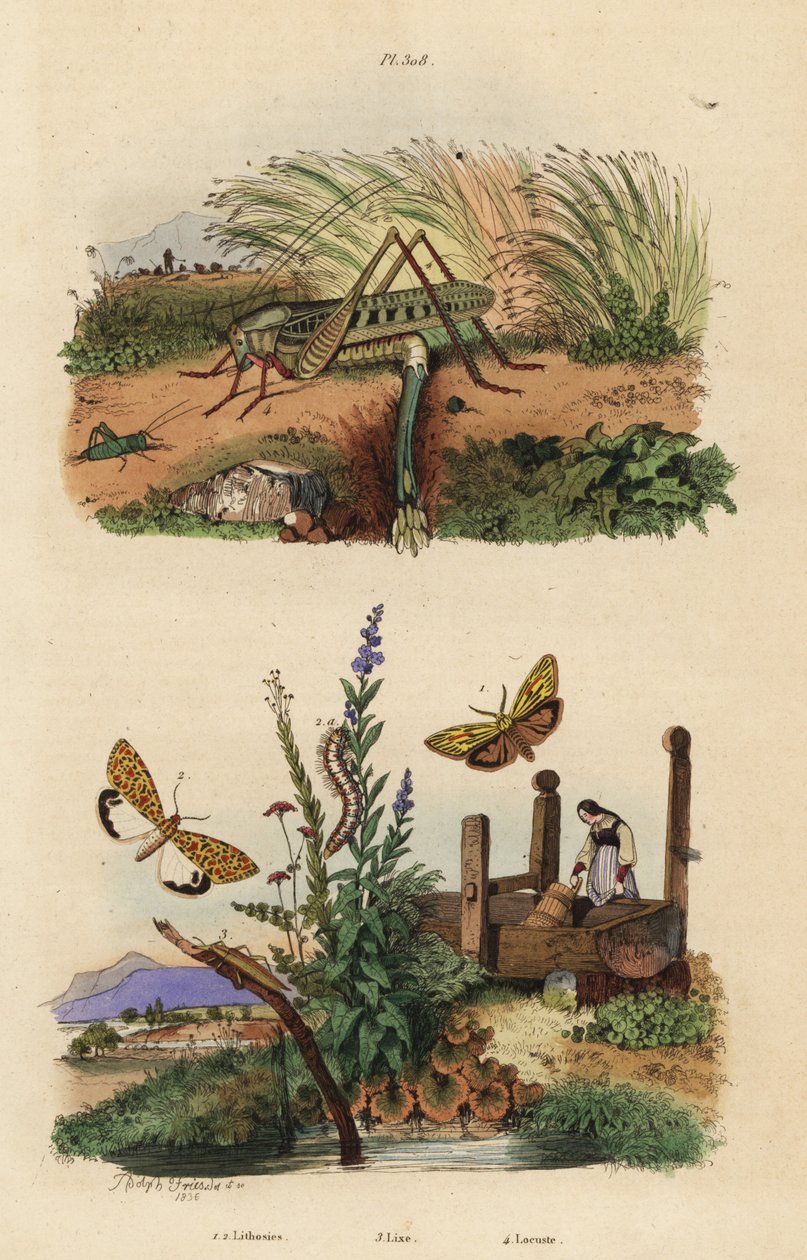 Gafanhoto mordedor de verruga fêmea que põe ovos, Decticus verrucivorus 4, criado de libré de penas, Spiris striata 1, e flunkey de aspecto carmesim, Utetheisa pulchella 2, e escaravelho Lixus paraplecticus 3. Litose, lixa, gafanhoto de Unbekannt
