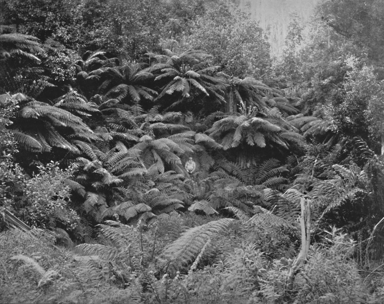 Fern-Tree Valley, sob o Monte Wellington, século XIX de Unbekannt