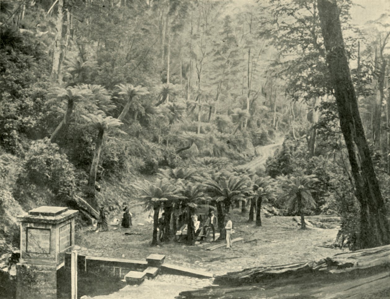Fern Tree Bower e trilha, montagem Wellington, 1901. de Unbekannt