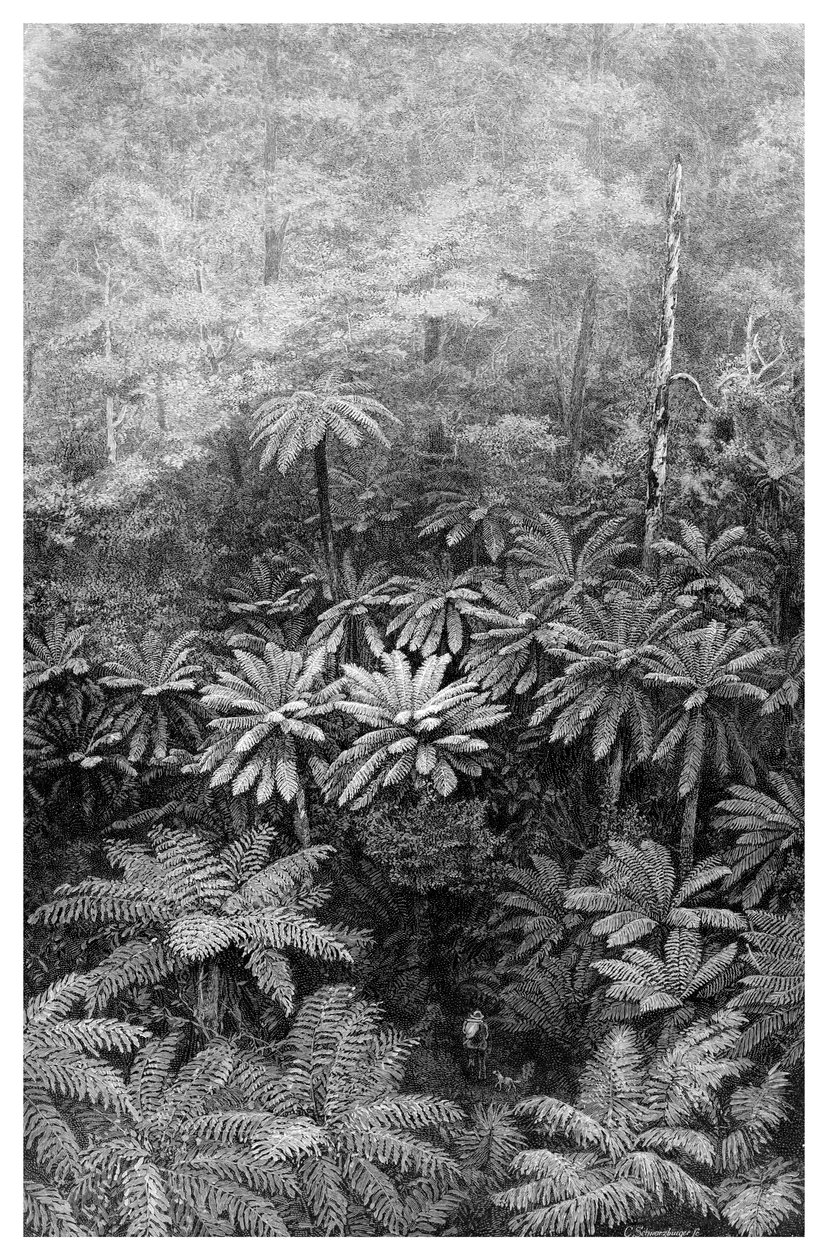 Sarjeta da árvore da samambaia, Austrália, 1886 de Unbekannt