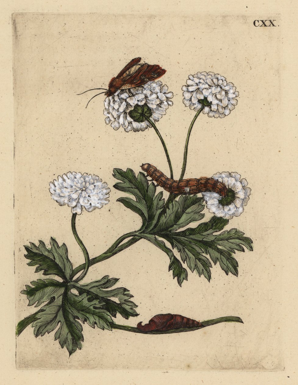 Feverfew, Tanacetum parthenium, com mariposa, lagarta e cachorro, CXX de Unbekannt