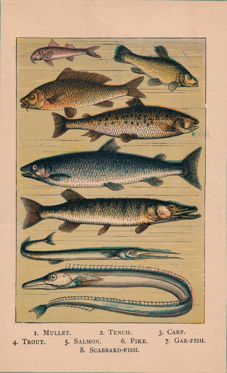 Peixe, 1907, 1907 de Unbekannt